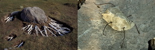 hidden_worlds